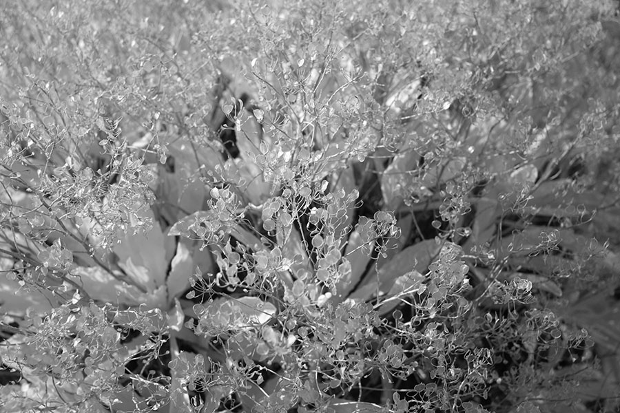 Infrared Photo of Curbside Plants with Field of Focus.